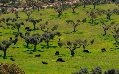 La finca Baños de Ledesma de Grupo Miguel Vergara obtiene el sello de bienestar animal PAWS de manos de Bureau Veritas