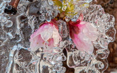 Ingenio y experiencia: sorprendentes iglús protegen del frío la flor de frutales para ayudar a salvar las cosechas
