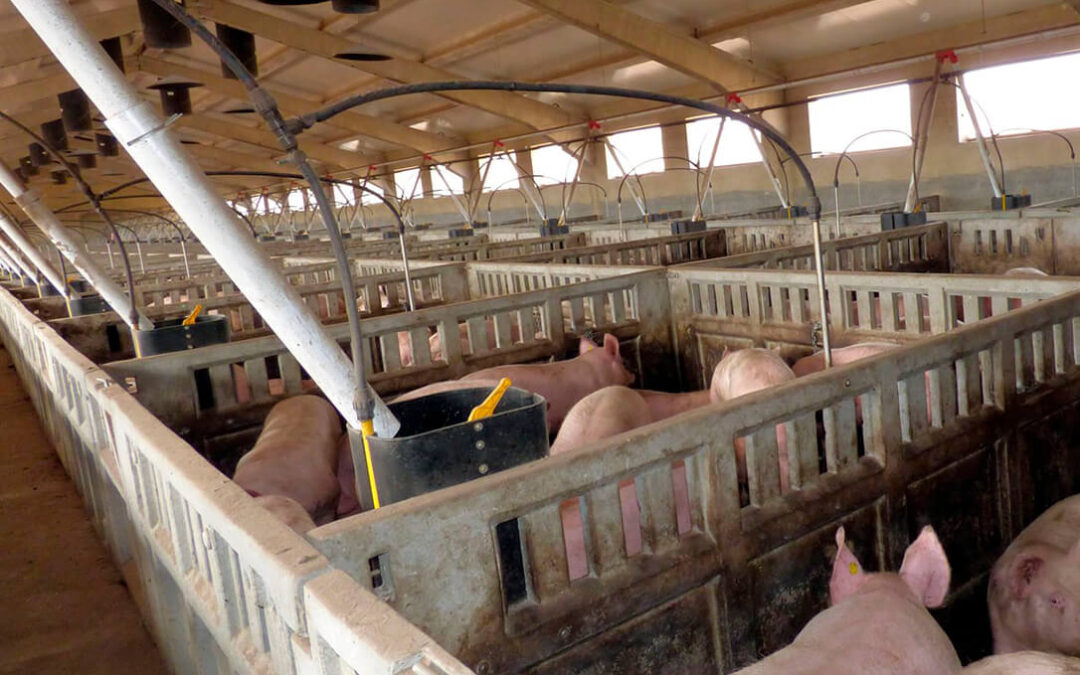 Piden frenar las importaciones de porcino ante el incremento del temor a la llegada de la peste porcina a España
