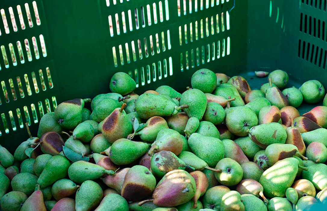 Agroseguro logra que su seguro de cobertura para las producciones frutícolas genere «inseguridad» en el sector
