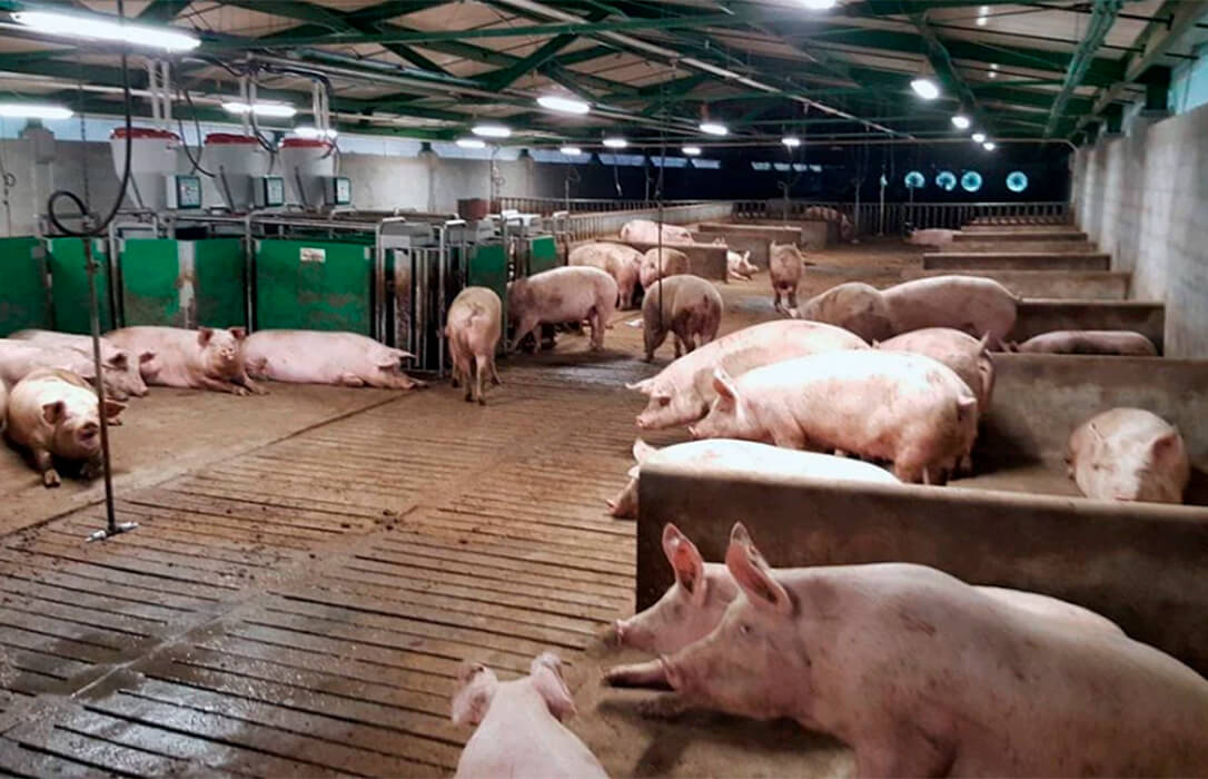 Reivindican más apoyo para que las explotaciones porcinas puedan hacer frente al incremento de costes de producción