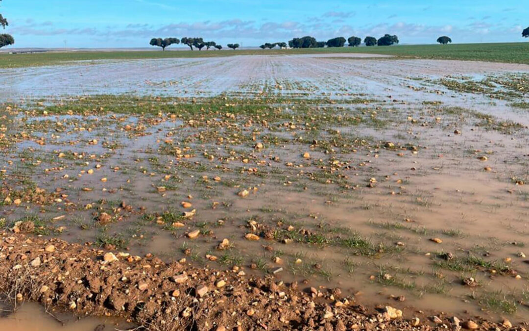Cargan contra la CH Duero ya que “por su falta de gestión los cultivos están anegados por las lluvias” y puede impedir cobrar la PAC