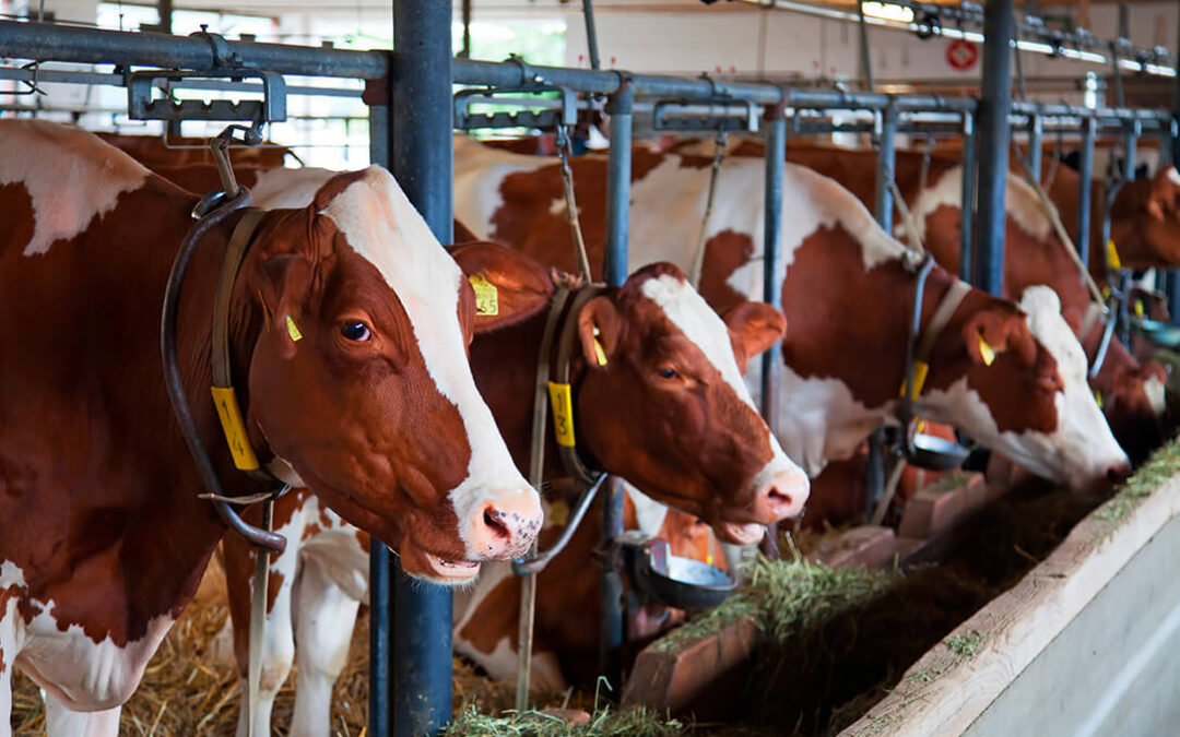 El Ministerio de Agricultura difunde una guía informativa sobre la nueva normativa de las granjas de ganado bovino