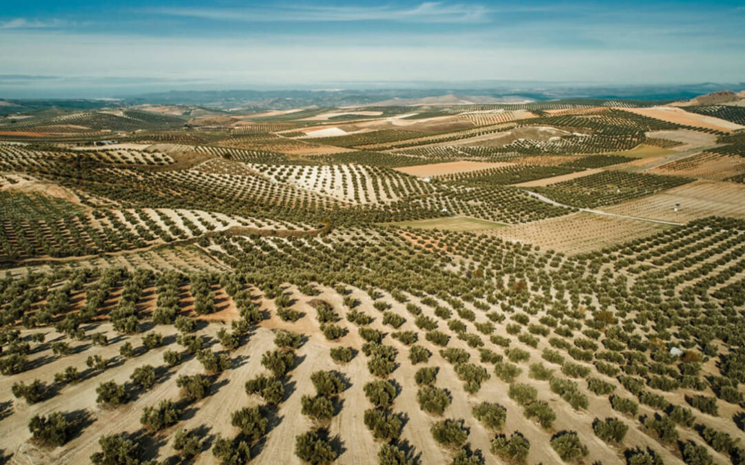 Las tensiones entre las organizaciones agrarias hace peligrar la candidatura del olivar como Patrimonio Inmaterial de la Humanidad