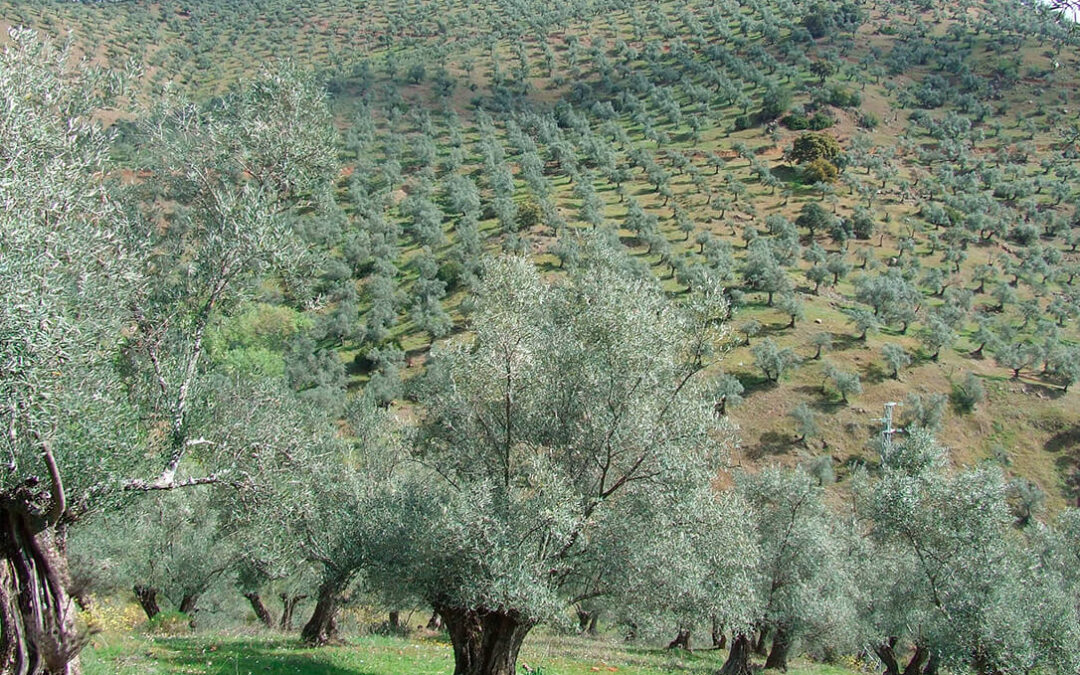 Andalucía pedirá que olivar y ganadería ecológica sean eco-regímenes por sí mismos en la PAC para evitar medioambientales adicionales