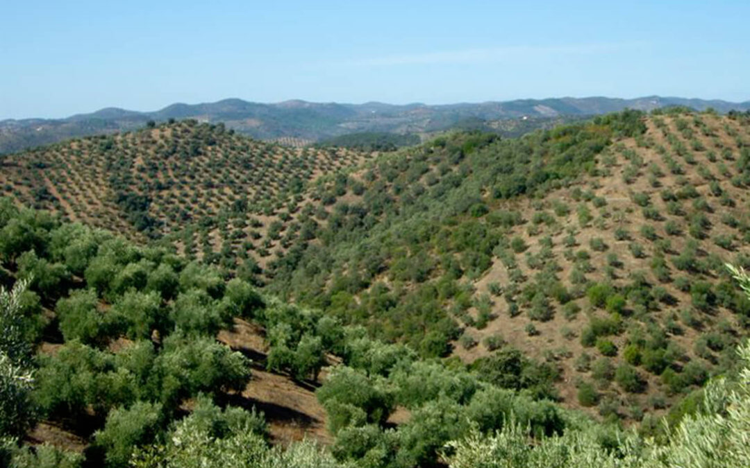 El futuro del olivar como Patrimonio Mundial queda de momento en manos de las administraciones