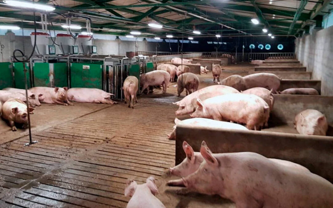 El sector porcino perdió cerca de 7 euros por animal el año pasado al dispararse los costes de producción