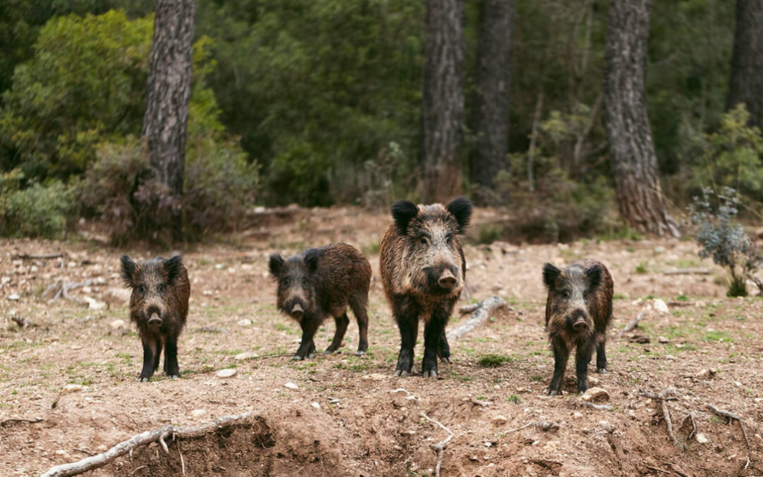 El Grupo Operativo PREVPA presenta una propuesta para la monitorización sostenible y armonizada del jabalí para prevenir la peste porcina