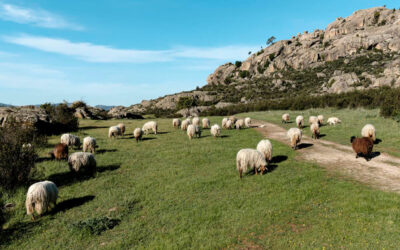 La Red Municipal Ganadero-Cárnica celebra su primer encuentro para vertebrar el medio rural y luchar contra la despoblación