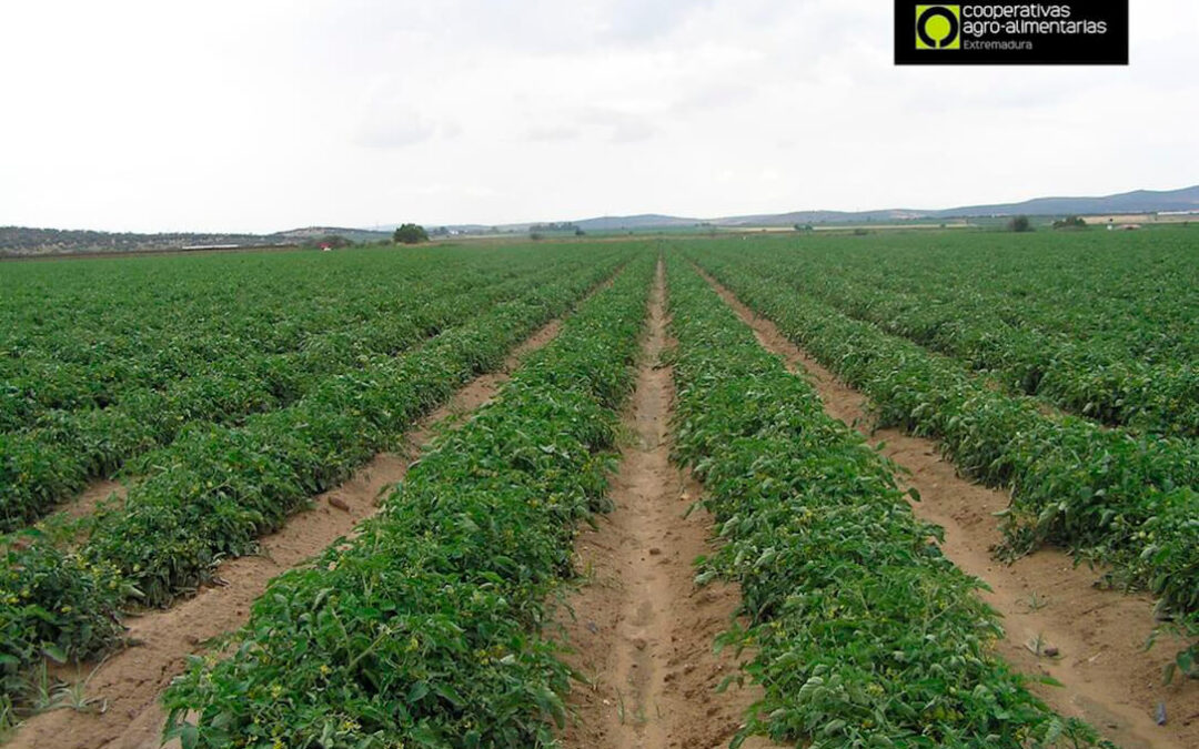 Cooperativas Extremadura sitúa en 138 euros el coste de producción por tonelada de tomate para la industria en la región