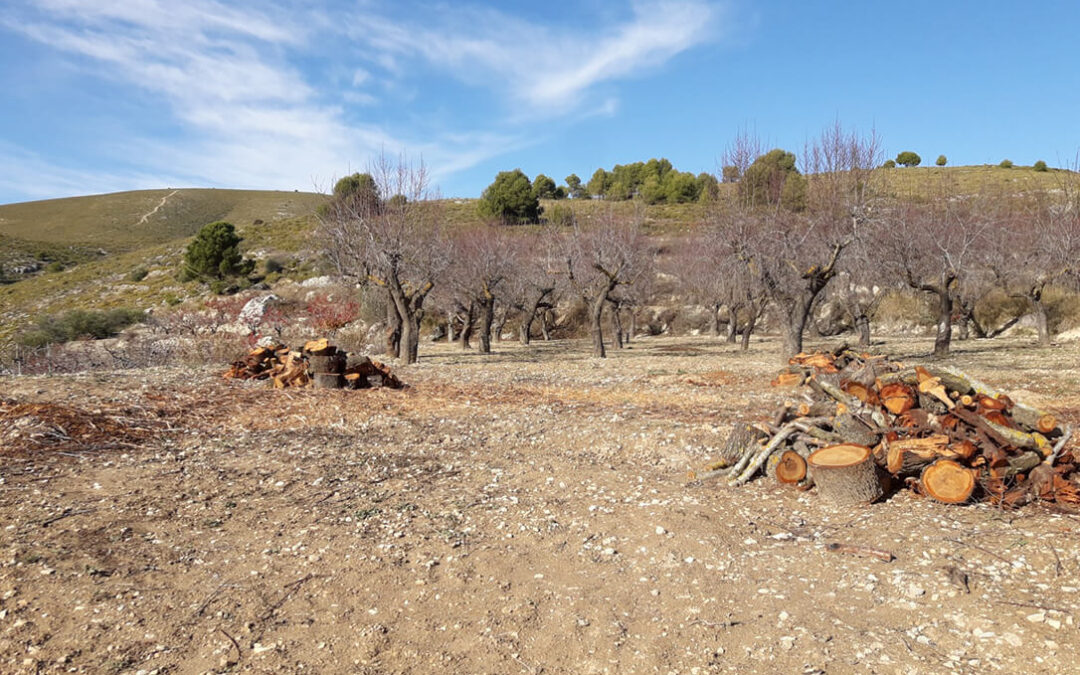 Balance tras casi seis años de Xylella en Alicante: 187.400 almendros arrancados, 2.620 hectáreas arrasadas y sigue habiendo brotes
