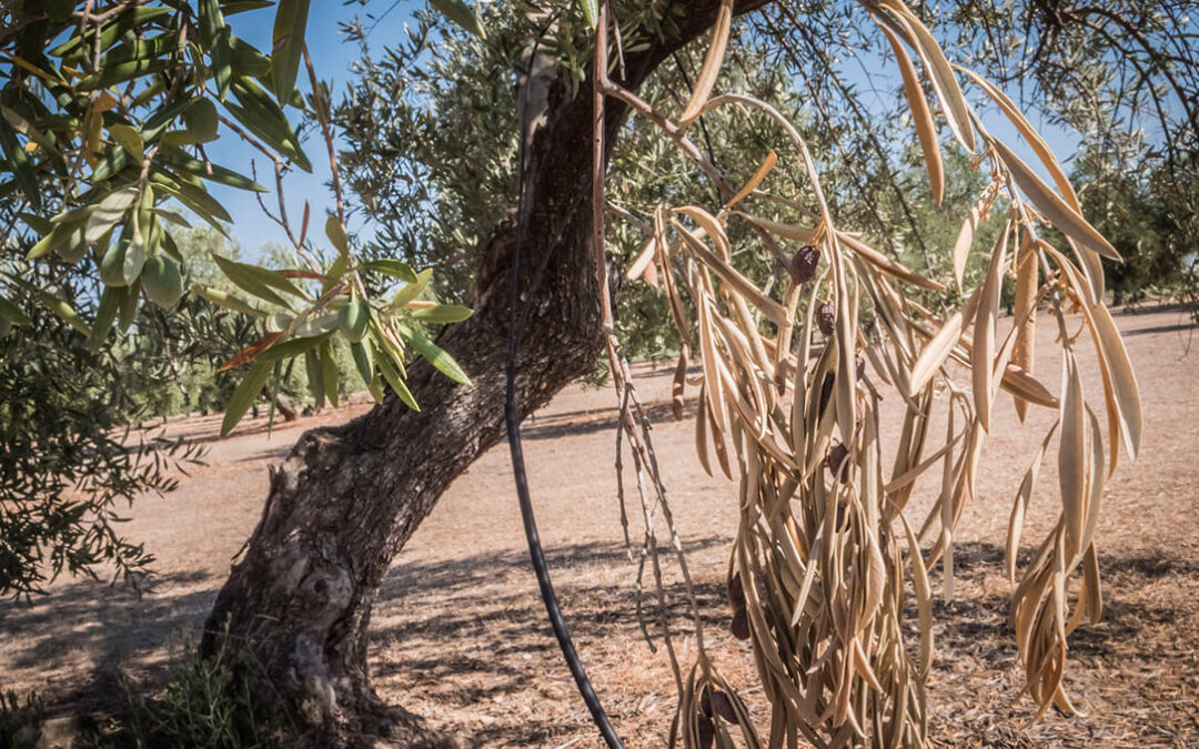 El miedo a la xylella es cada vez más real: Portugal detecta casos en 75 especies vegetales, incluidos cítricos, olivar y viña