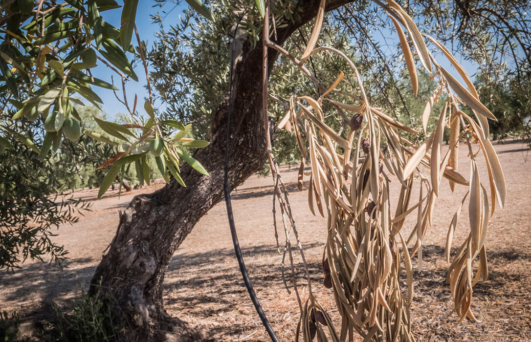 El miedo a la xylella es cada vez más real: Portugal detecta casos en 75 especies vegetales, incluidos cítricos, olivar y viña