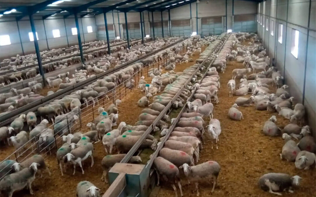 La inmovilización de todo el ganado ovino y caprino de C.-La Mancha por la viruela afectará a 3,5 millones de cabezas y el cierre de los cebaderos