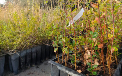 COAG Andalucía y la Red de Viveros de Andalucía reparten más de 4.000 plantas autóctonas entre agricultores