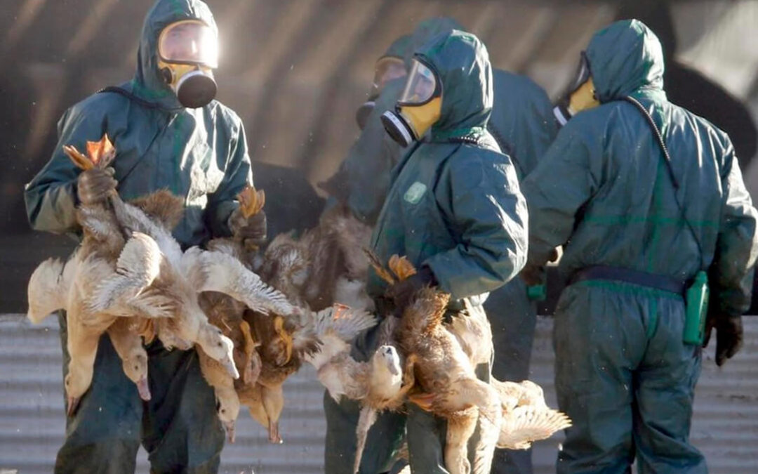 Bruselas autoriza un plan de ayuda de 150 millones euros al sector avícola francés por el impacto de la gripe aviar