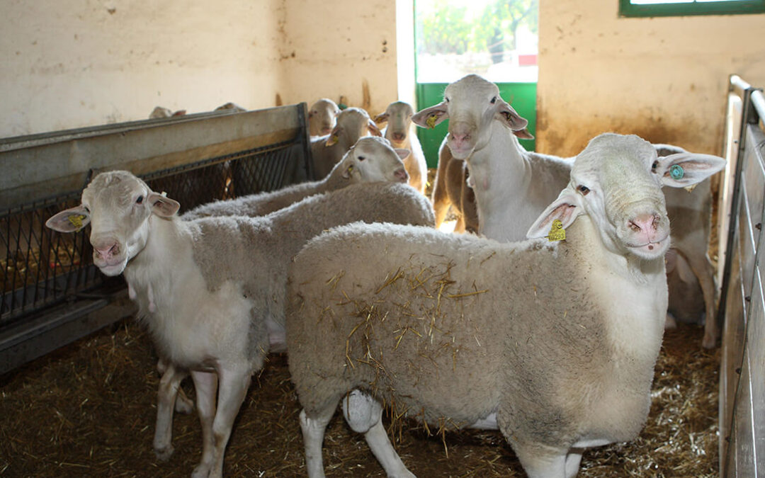 El Gobierno estudia ayudas específicas para la compra de ganado a los afectados por la viruela ovina