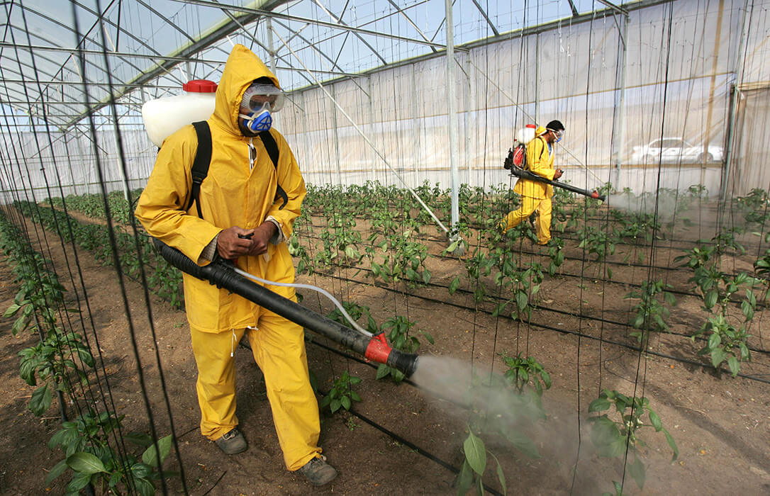 Bruselas endurece el uso de dos insecticidas en cultivos agrícolas de invernadero para proteger a las abejas