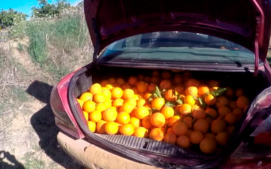 Oleada de robos en el campo sevillano: hasta doce coches en fila para robar naranjas