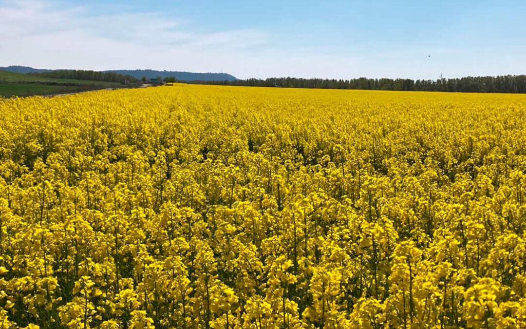 La CE avala el uso de dos cultivos de colza y soja genéticamente modificados como alimento y pienso
