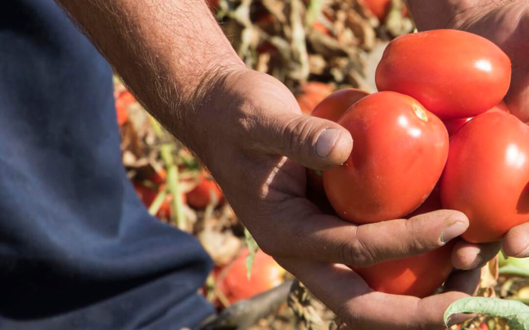 En casa del herrero…:  Enesa recorta de 3 a 6.5 € cada 100 kg por debajo del coste de producción las indemnizaciones por siniestro del tomate transformado