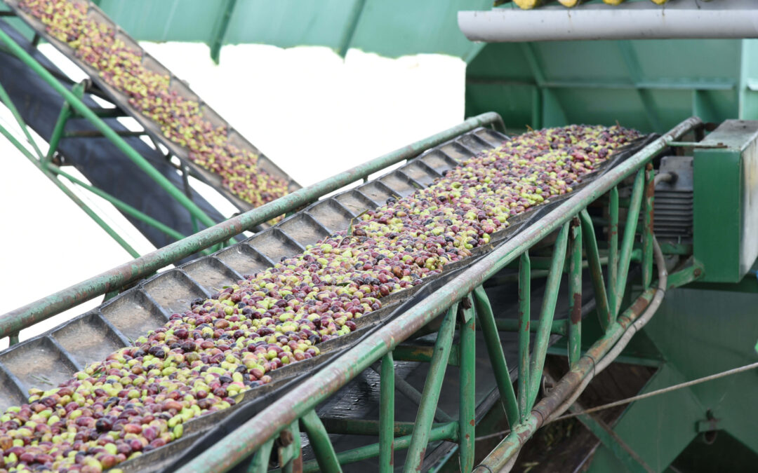 La campaña de aceite de oliva en Castilla-La Mancha se cierra con una producción un 50% inferior a la anterior, según Cooperativas