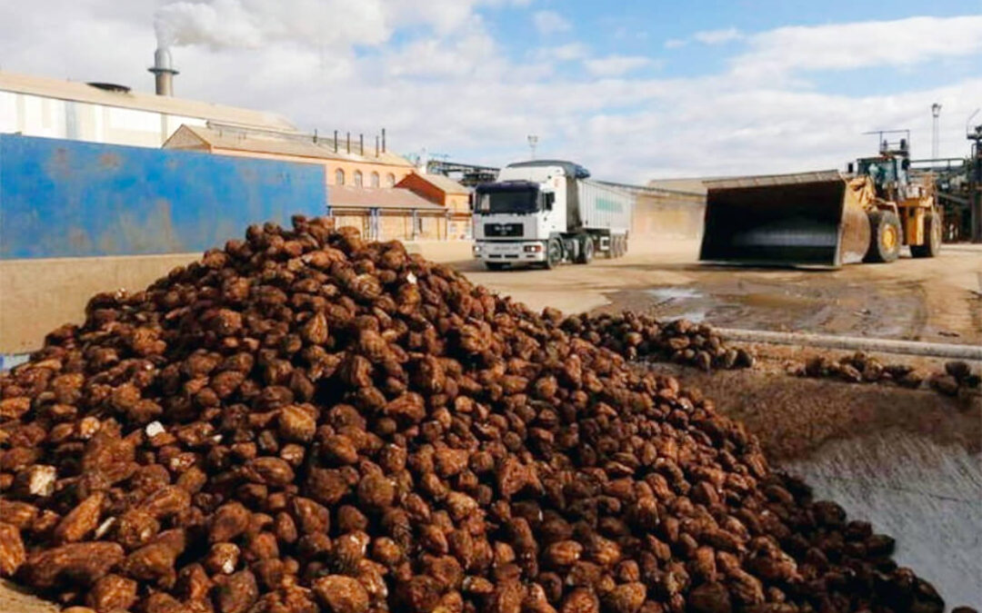 La azucarera de La Bañeza inicia la campaña remolachera el 9 de febrero y absorberá el cultivo pendiente de Toro