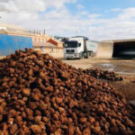 La azucarera de La Bañeza inicia la campaña remolachera el 9 de febrero y absorberá el cultivo pendiente de Toro