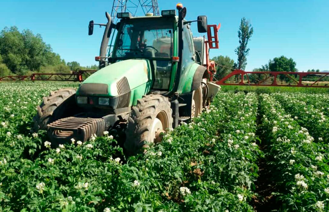 Enfado generalizado: Piden al Ministerio de Agricultura que actúe en defensa de la patata española