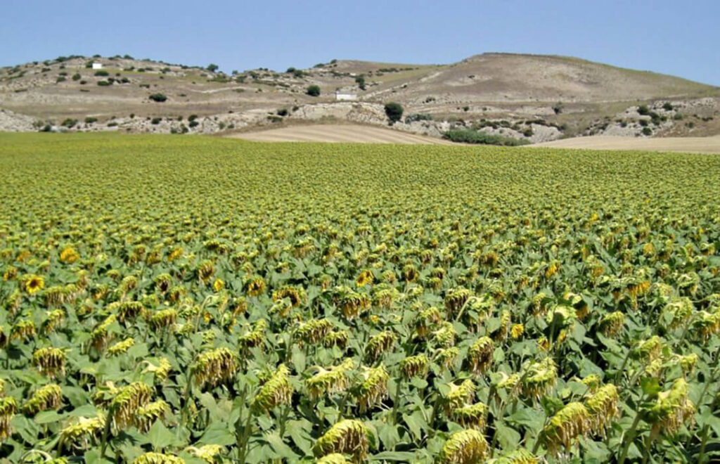 La superficie del girasol se reducirá esta campaña un 9% respecto a 2022 y  el precio de la semilla puede subir hasta un 30% - Agroinformacion