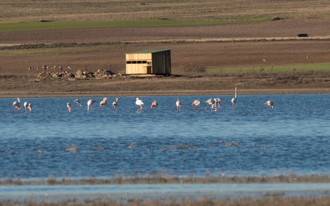 Fundación Global Nature compra la laguna de El Hito, lugar de invernada de miles de grullas y aves acuáticas