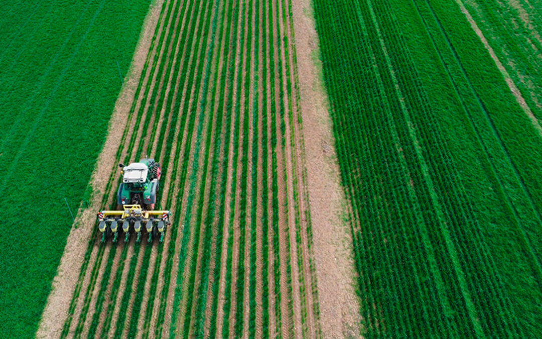 Intercropping: la asociación de cultivos que puede revolucionar el campo gracias al proyecto europeo ‘Leguminose’