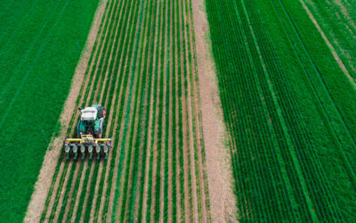 Intercropping: la asociación de cultivos que puede revolucionar el campo gracias al proyecto europeo ‘Leguminose’