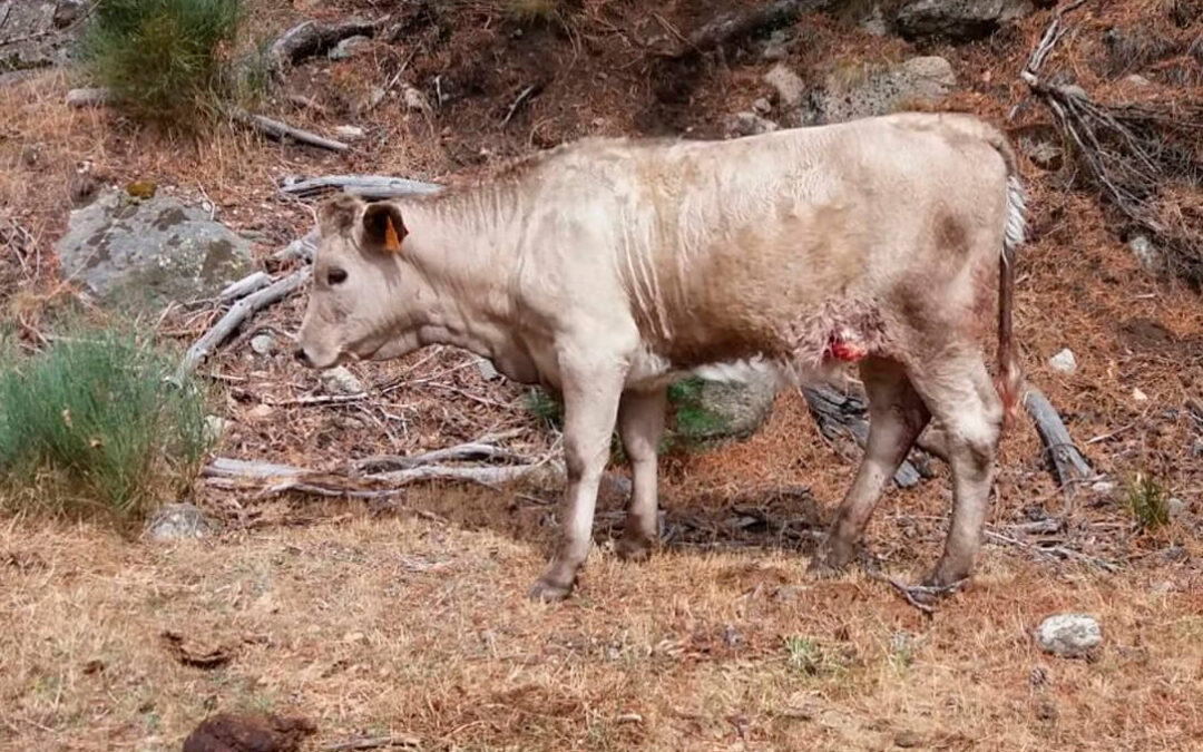 España y 11 países de la UE piden a Bruselas que mantenga la protección legal al lobo porque «el daño al ganado es inevitable»