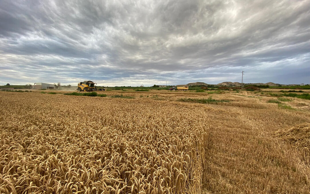 El mercado cerealista continúa muy parado en la lonja del Ebro a la espera de noticias sobre suministros futuros