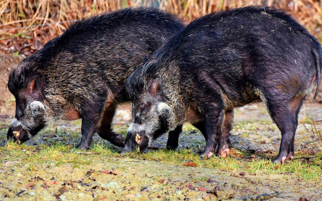 Castilla-La Mancha amplía otros dos años más la restricción de movimientos de jabalíes en su lucha contra la peste porcina