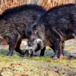 La selva y los virus