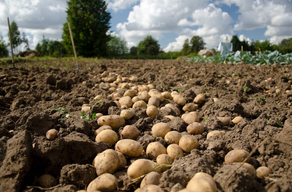 Piden “lealtad y legalidad” a la cadena alimentaria para que los cultivadores se animen a sembrar y no ir perdiendo superficie de patata