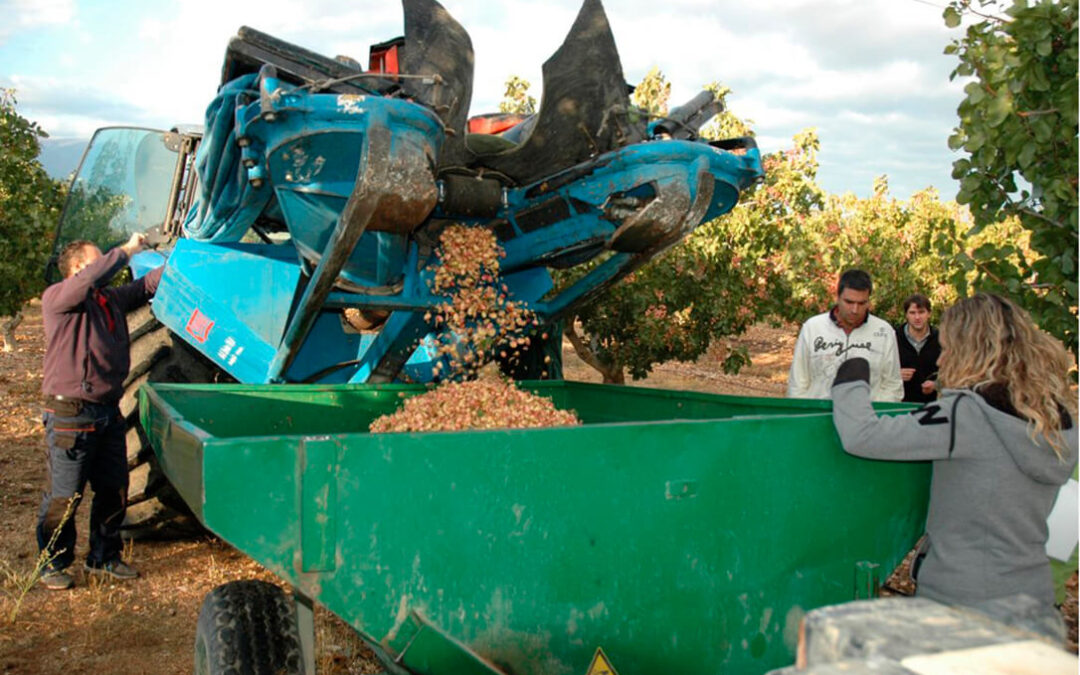 España entrará en el pódium mundial de los grandes del pistacho con el boom productivo de los próximos 5 años