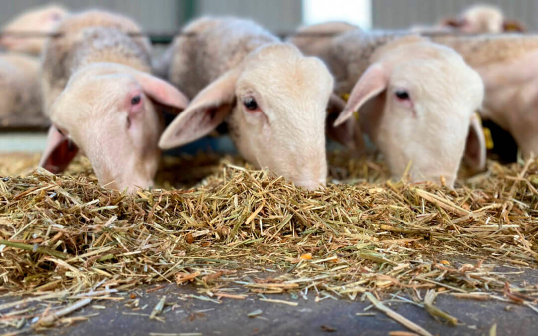 Mínimo efecto positivo a la inmovilización ganadera: sube el precio de la leche de ovino y caprino en León, donde repiten los cereales