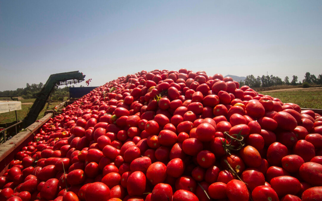 Piden a los productores de tomate y cooperativas que no acepten precios por debajo de costes tras perder 50 millones la pasada campaña