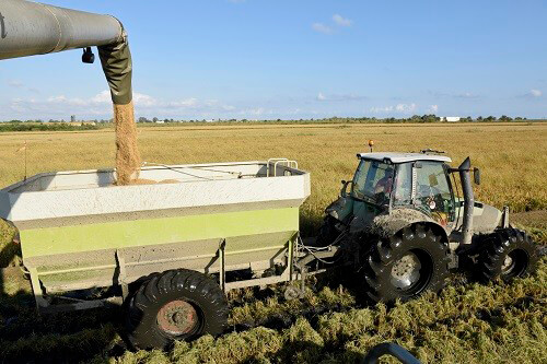 Batalla contra la CE para impedir que se permita importar arroz con una sustancia cuyo uso está prohibido a los agricultores europeos