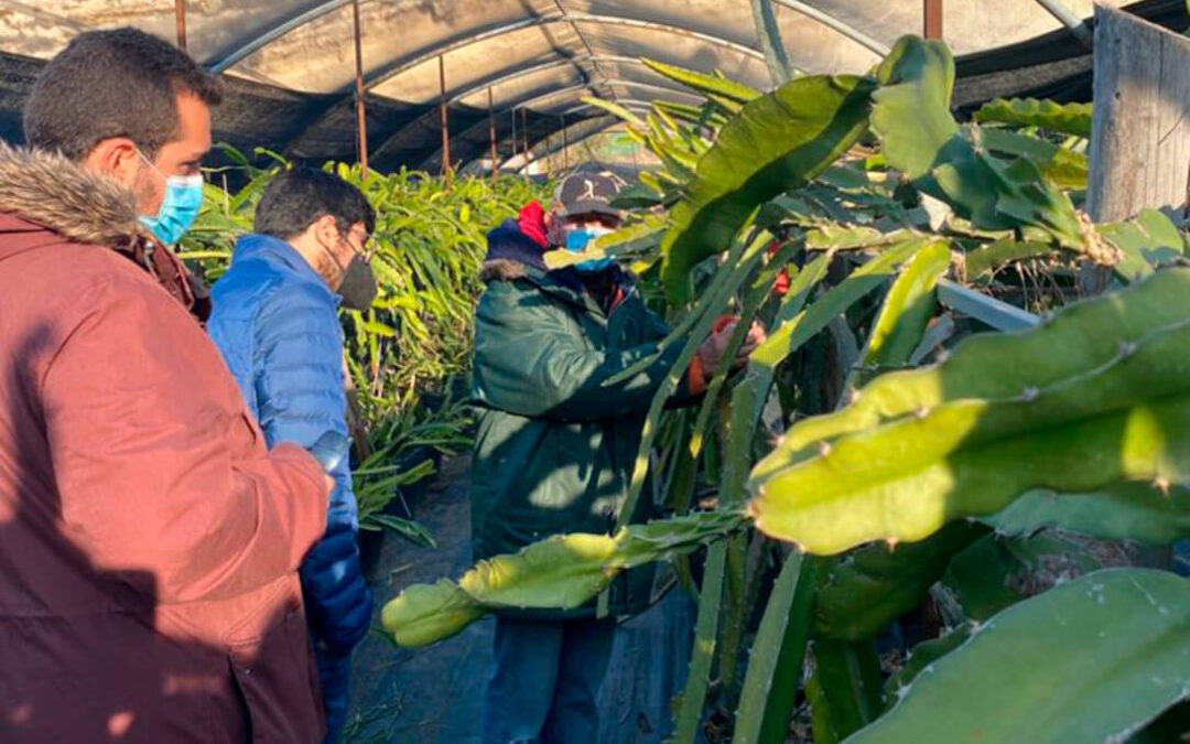 Programa Cultiva: tres jóvenes agricultores aprenderán técnicas sostenibles en Biofinca Axarquía