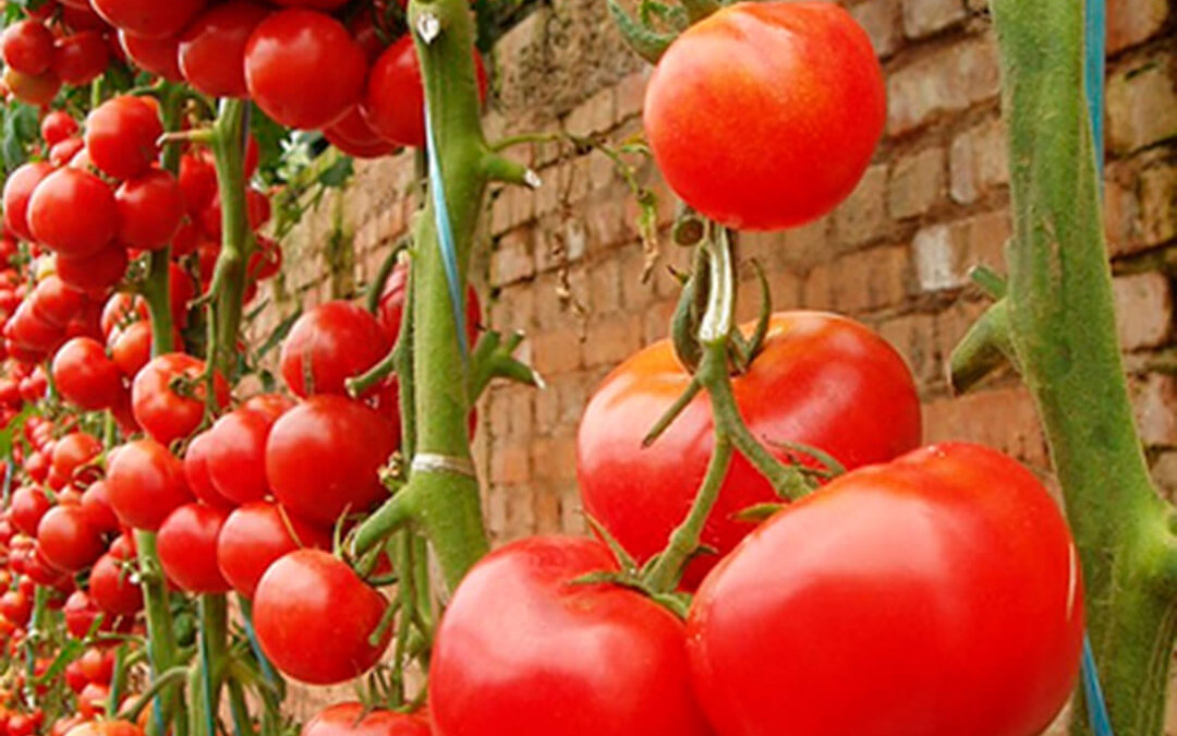 Las cuentas no salen: el coste medio de la producción de tomate en invernadero aumenta un 34% en las dos últimas campañas