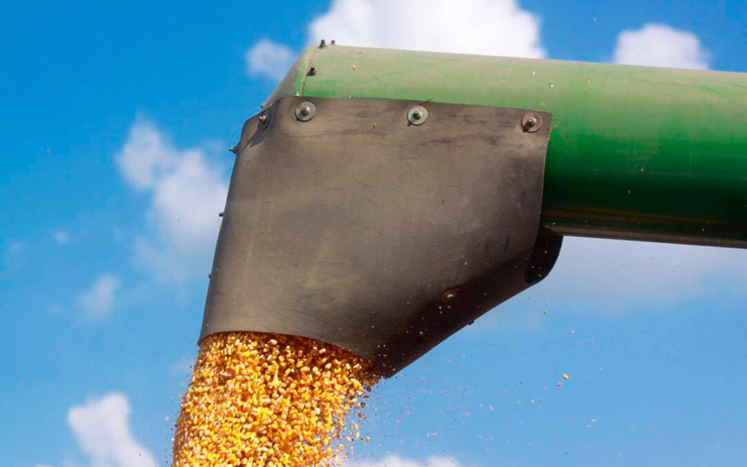 Los operadores de cereal creen que la situación actual sigue empujando el mercado hacia abajo pero por poco tiempo, sobre todo en el trigo