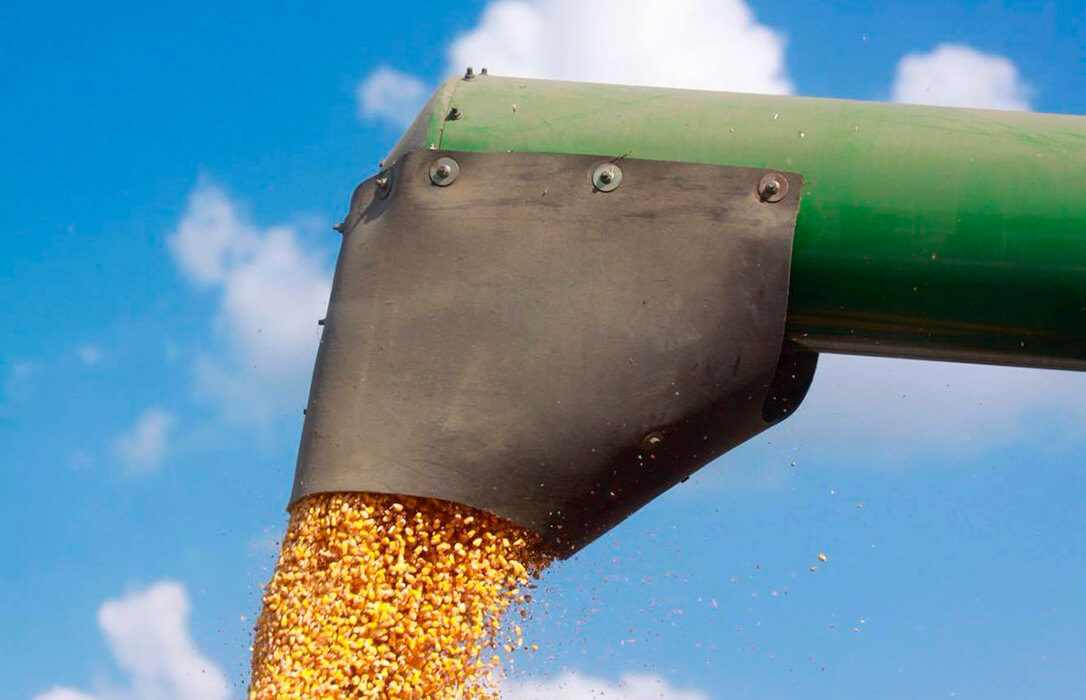 Los operadores de cereal creen que la situación actual sigue empujando el mercado hacia abajo pero por poco tiempo, sobre todo en el trigo