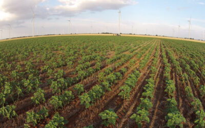Se constata un importante avance de la agricultura de carbono en España que se beneficiará de 4 eco-regímenes de la PAC