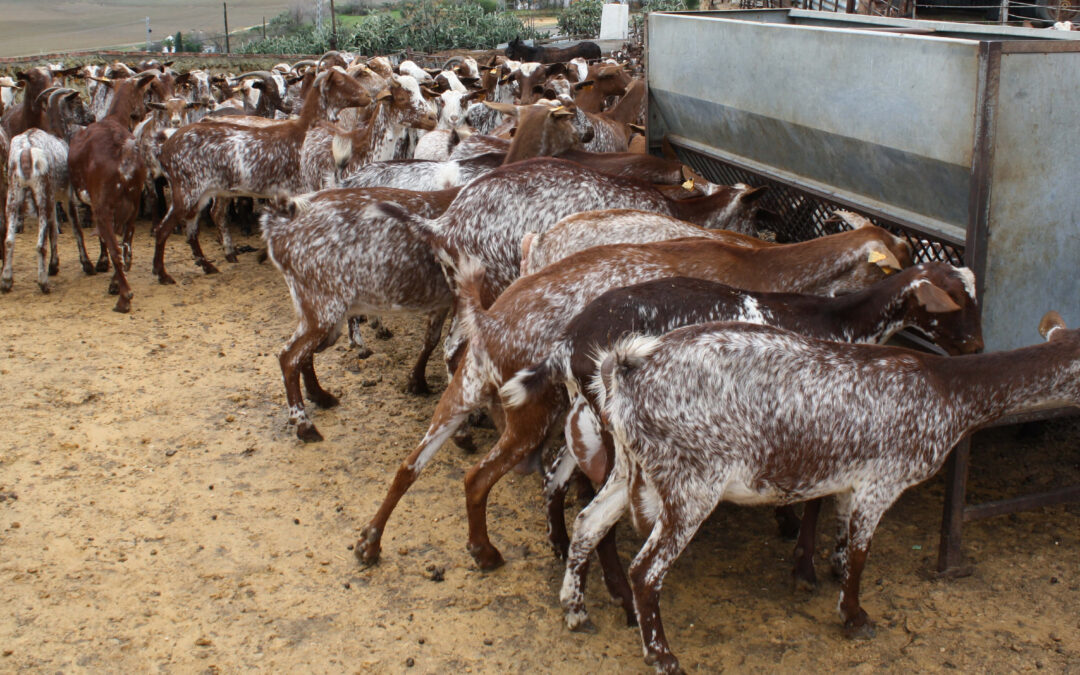 Andalucía saca ayudas propias para paliar los efectos de la Viruela Ovina que se ampliarán también al caprino y los cebaderos