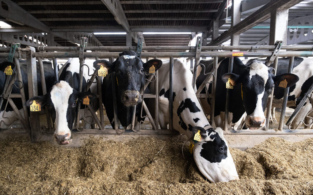 Más problemas para el sector lácteo: Lactalis prevé una bajada del precio en origen de la leche en los próximos meses