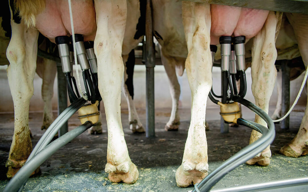 Piden abrir una investigación ante la sospecha de un acuerdo entre industrias para bajar el precio actual de la leche